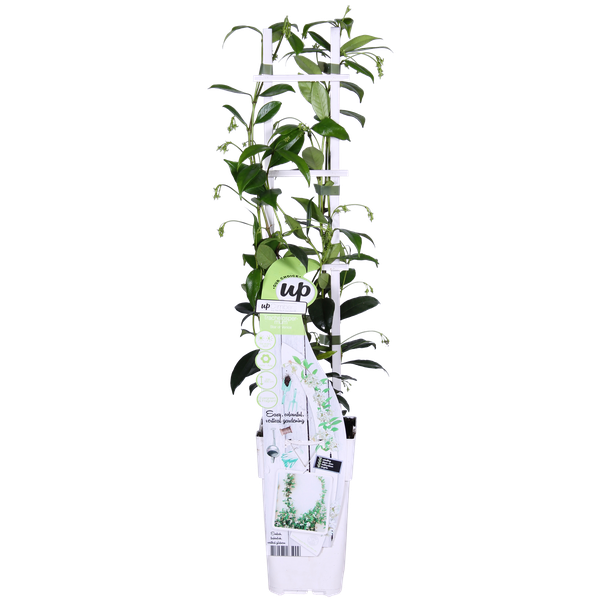 Trachelospermum 'Star of Venice' - Toscaanse Jasmijn Wit - ↨65cm - Ø15cm