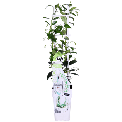 Trachelospermum 'Star of Venice' - Toscaanse Jasmijn Wit - ↨65cm - Ø15cm