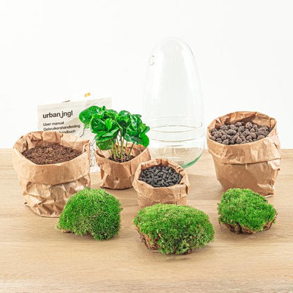 DIY terrarium - Egg Coffea Arabica - ↨25cm