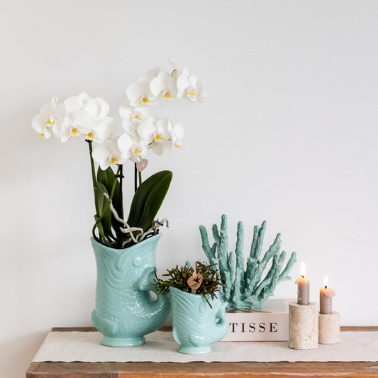 Planten set Fish Turquoise - Witte Phalaenopsis orchidee Amabilis Ø9cm en groene plant Succulent Crassula Hobbit Ø6cm