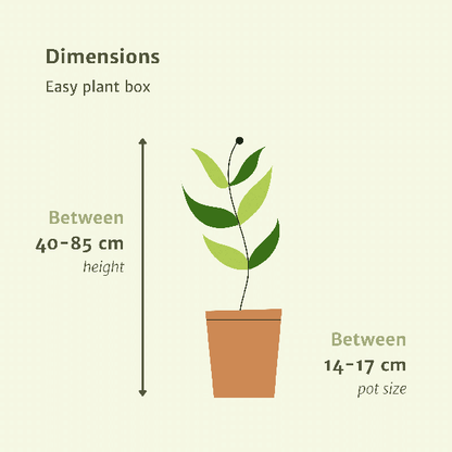 Makkelijke plantenbox - 4 kamerplanten - ↨40 a 85cm - Ø14 a 17cm