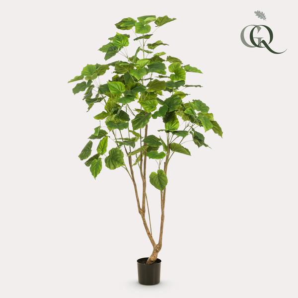 Ficus umbellate - Afrikaanse vijg - Kunstplant - ↨180cm