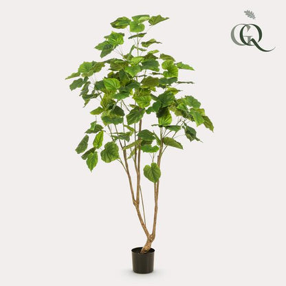 Ficus umbellate - Afrikaanse vijg - Kunstplant - ↨180cm