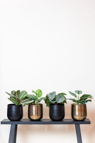 Scindapsus Pictus - Geluksplant - Kunstplant - ↨30cm