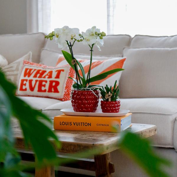 Plantenset Optimisme small - Groene planten met witte Phalaenopsis orchidee in Optimism sierpotten en witte dienblad