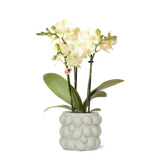 Gele Phalaenopsis orchidee – Mexico + Citrus sierpot green – Ø9cm – ↨40cm