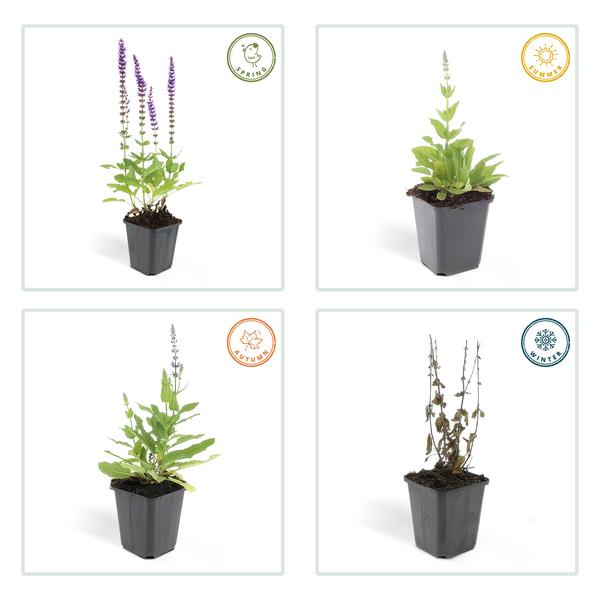 Salvia nem. 'Ostfriesland' - 6 stuks - ↨10 a 25cm - Ø9cm