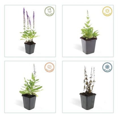Salvia nem. 'Ostfriesland' - 6 stuks - ↨10 a 25cm - Ø9cm