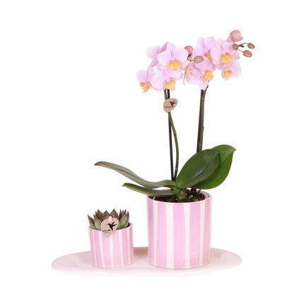 Gift set Mediterranean Sunset small - Groene plant met roze Phalaenopsis orchidee Andorra  in Painted Stripe sierpotten op wit organisch dienblad