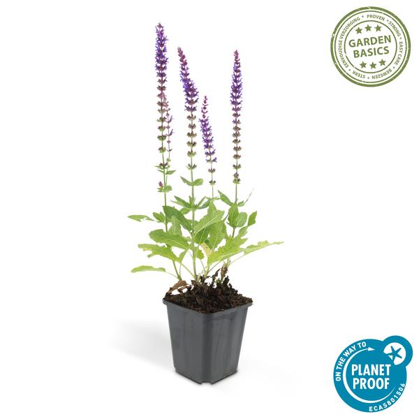 Salvia nem. 'Ostfriesland' - 6 stuks - ↨10 a 25cm - Ø9cm