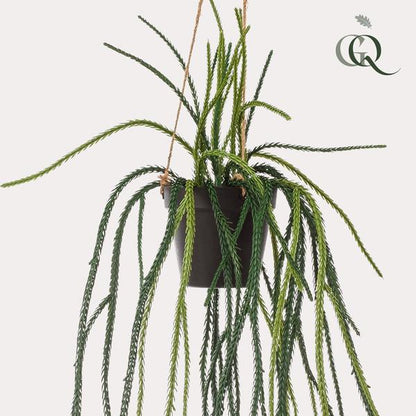 Rhypsalis - Koraalcactus - Kunstplant - ↨85 cm