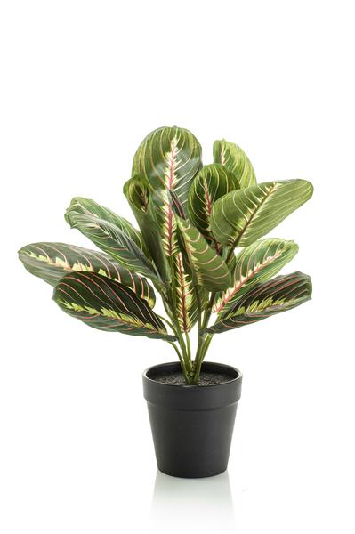 Marantha Fascinator - 10 gebodenplant - Kunstplant - ↨25cm