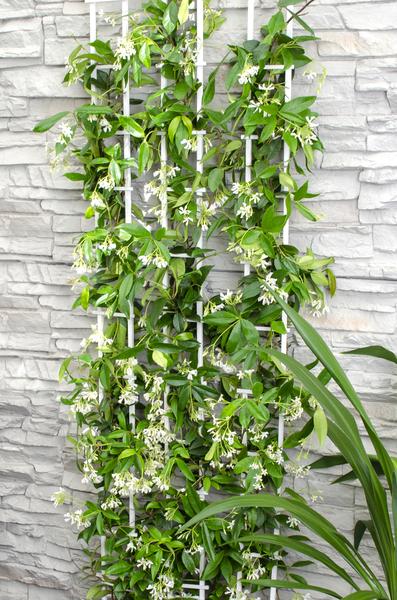Trachelospermum 'Star of Venice' - Toscaanse Jasmijn Wit - ↨65cm - Ø15cm
