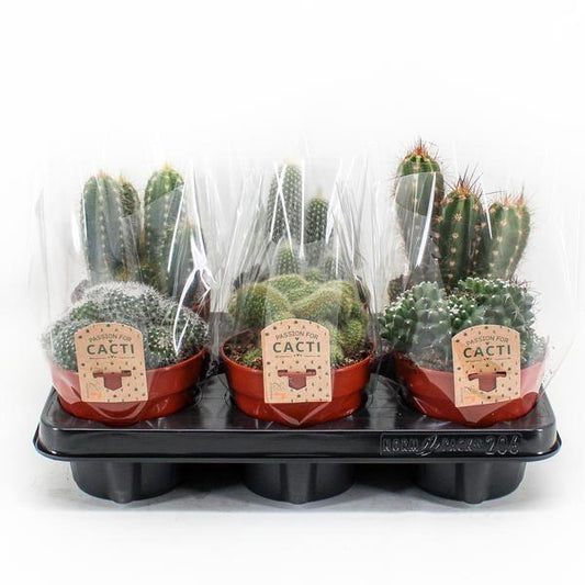 Cactus Mix - 6 stuks - ↨20cm - Ø12cm