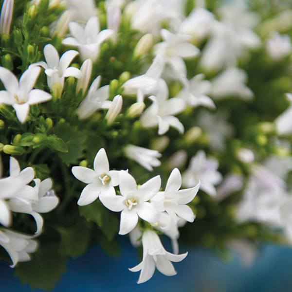 Campanula Addenda Ambella White in Berry sierpotten - Ø12 - 2 stuks