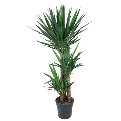 Yucca Elephantipe - ↨140cm - Ø27cm