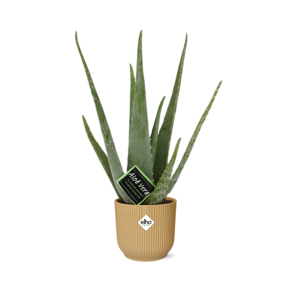 Aloe Vera - ↨45cm - Ø12cm - incl. pot Geel - Ø14cm