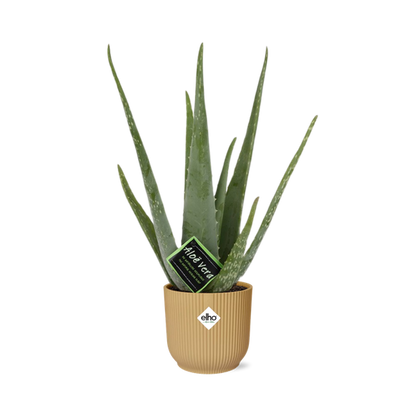 Aloe Vera - ↨45cm - Ø12cm - incl. pot Geel - Ø14cm