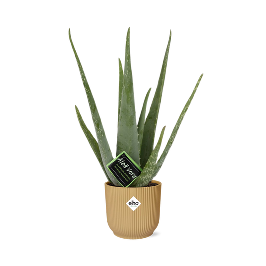 Aloe Vera - ↨45cm - Ø12cm - incl. pot Geel - Ø14cm