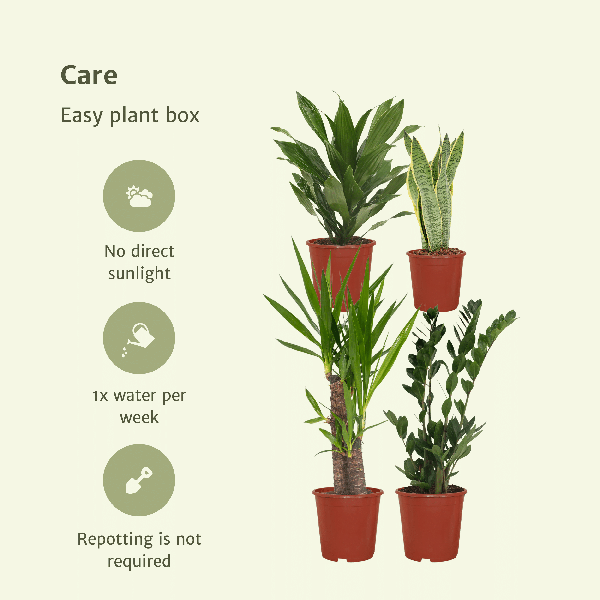 Makkelijke plantenbox - 4 kamerplanten - ↨40 a 85cm - Ø14 a 17cm
