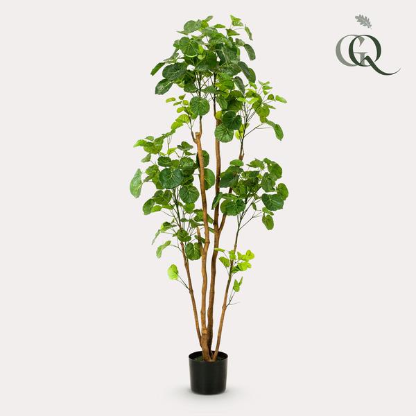 Polyscias - Aralia - Kunstplant - ↨160cm