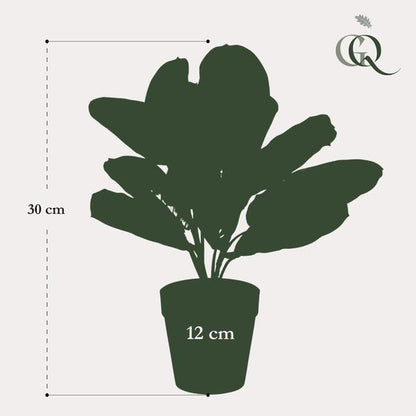 Marantha Fascinator - 10 gebodenplant - Kunstplant - ↨25cm