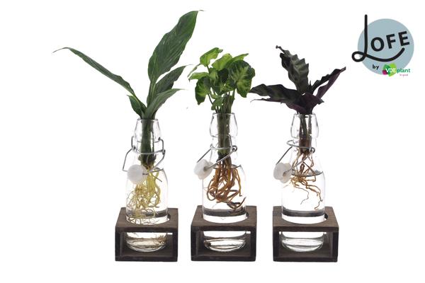 Intenz Mix in Ann Glas - 3 stuks - ↨25cm - Ø7cm