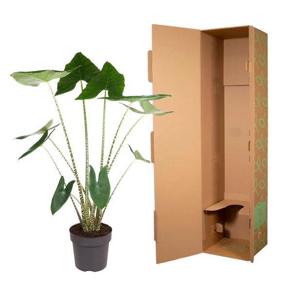 Alocasia Zebrina - ↨130cm - Ø32cm