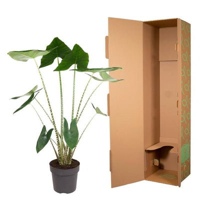 Alocasia Zebrina - ↨130cm - Ø32cm