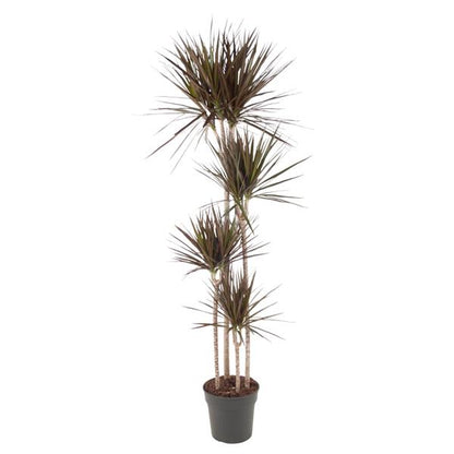 Dracaena Magenta - ↨180cm - Ø27cm