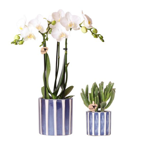 Set van witte Phalaenopsis orchidee Amabilis en Succulent Crassula Hobbit in Painted Stripe pot blauw - potmaat Ø9cm + Ø6cm