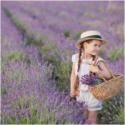 Lavendel angustifolia - 6 stuks - ↨15cm - Ø7m