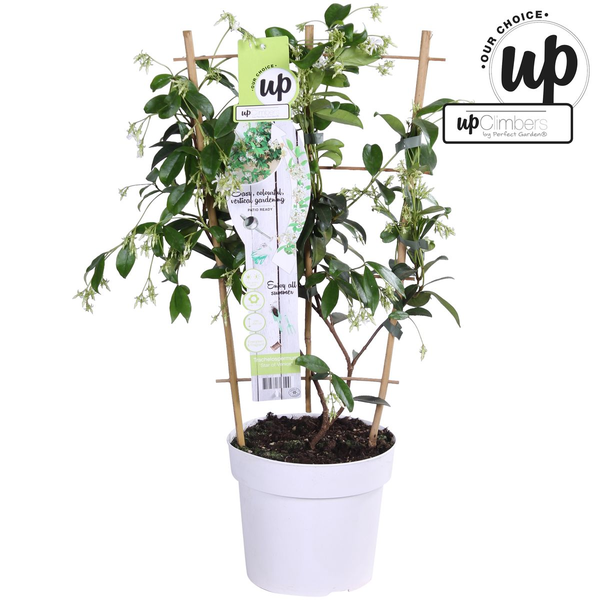 Trachelospermum 'Star of Venice' - Toscaanse Jasmijn Wit - ↨65cm - Ø15cm