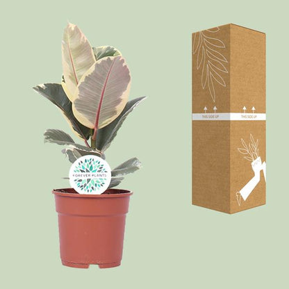 Ficus Elastica Tineke - ↨50cm - Ø17cm