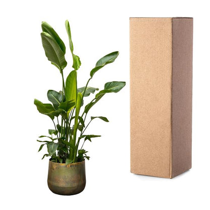 Strelitzia Nicolai de luxe XXL - ↨250cm - Ø40cm