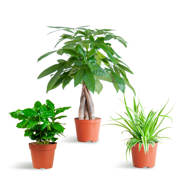 Diervriendelijke Plantenbox - Ø12cm