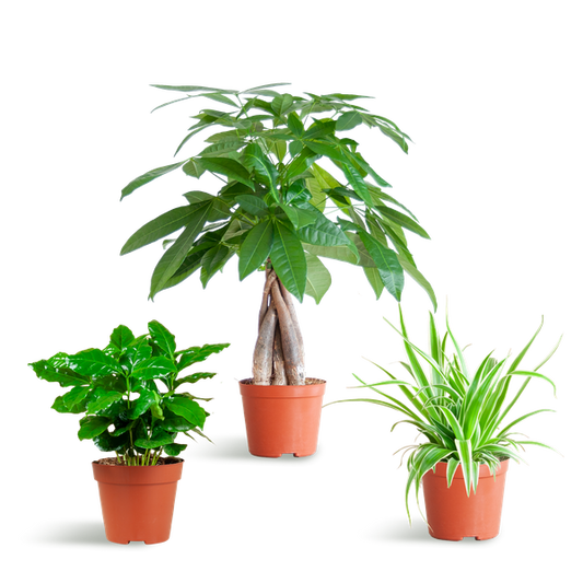 Diervriendelijke Plantenbox - Ø12cm