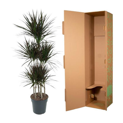 Dracaena Magenta Carrousel - ↨150cm - Ø31cm