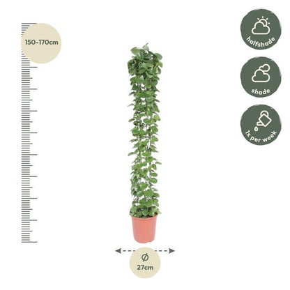 Cissus rotundifolia gaasrek - ↨160cm - Ø27cm