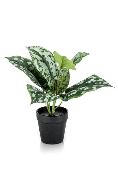 Scindapsus Pictus - Geluksplant - Kunstplant - ↨30cm