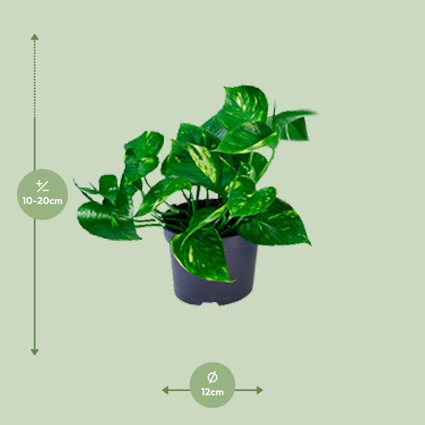 Epipremnum Aureum  - ↨20cm - Ø12cm