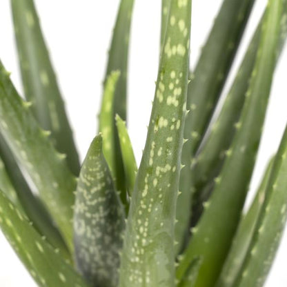 Aloe vera - ↨40cm - Ø12cm