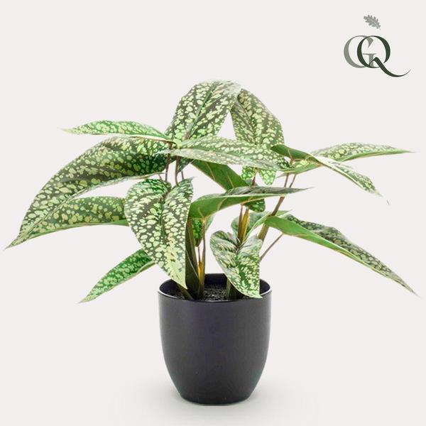Calathea Dots - Schaduwplant - Kunstplant - ↨38cm