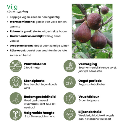 Biologische Vijgenbomen 3 stuks - ↨20cm - Ø13