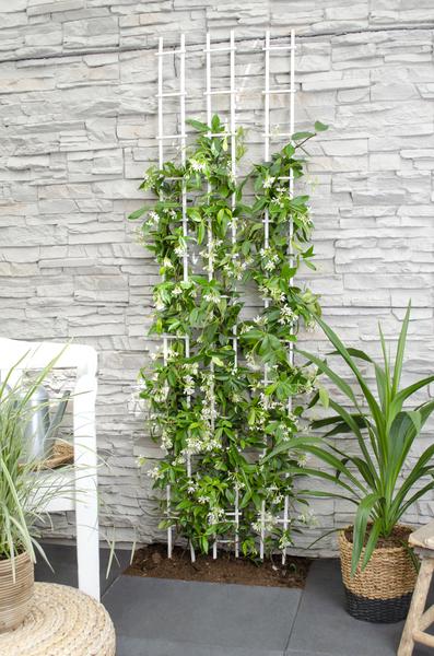 Trachelospermum 'Star of Venice' - Toscaanse Jasmijn Wit - ↨65cm - Ø15cm