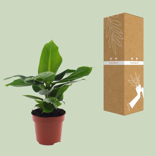 Musa Oriental Dwarf - ↨25cm - Ø12cm