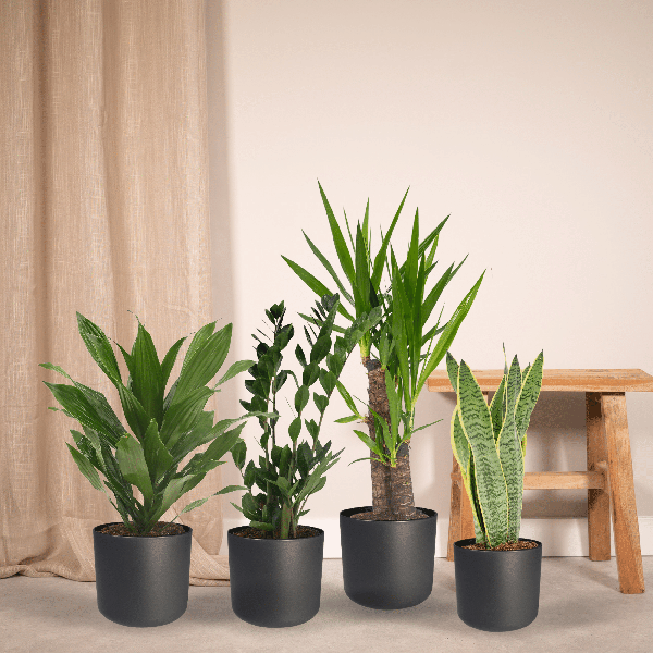 Makkelijke plantenbox - 4 kamerplanten - ↨40 a 85cm - Ø14 a 17cm