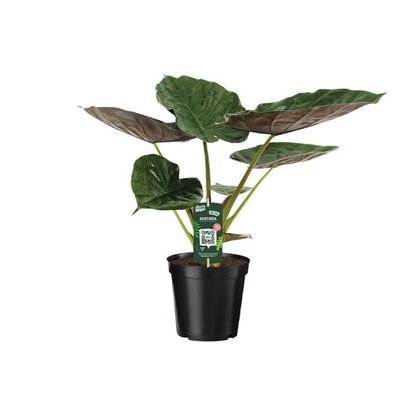Alocasia Wentii - Olifantsoor - ↨70cm - Ø19cm