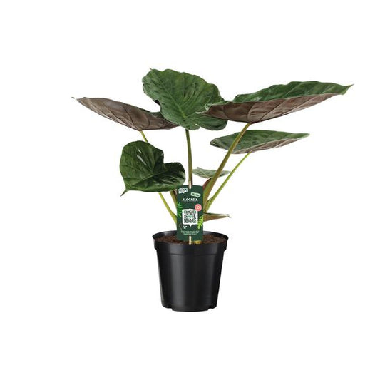 Alocasia Wentii - Olifantsoor - ↨70cm - Ø19cm
