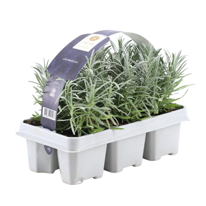 Lavendel angustifolia - 6 stuks - ↨15cm - Ø7m